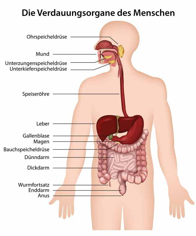 Der Verdauungstrakt: Bei Morbus Crohn kann vom Mund bis zum After alles entzünden.