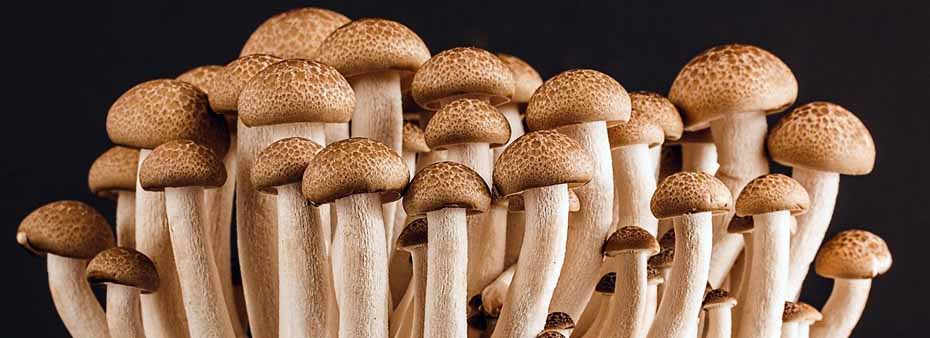 gesunde pilze