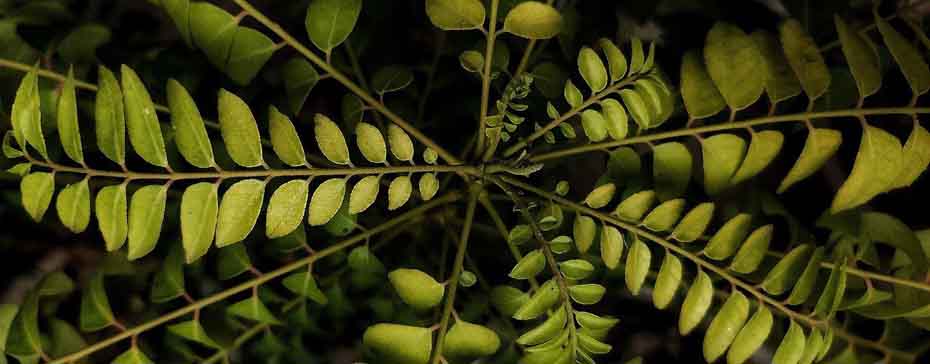 aetherisches curryoel