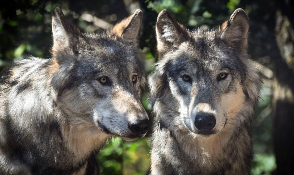 wolf g9895a1320 1280